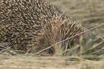 Eastern European Hedgehog   Erinaceus concolor